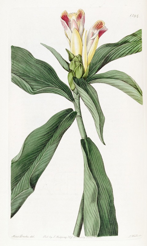Sydenham Edwards - Variegated-flowered Costus