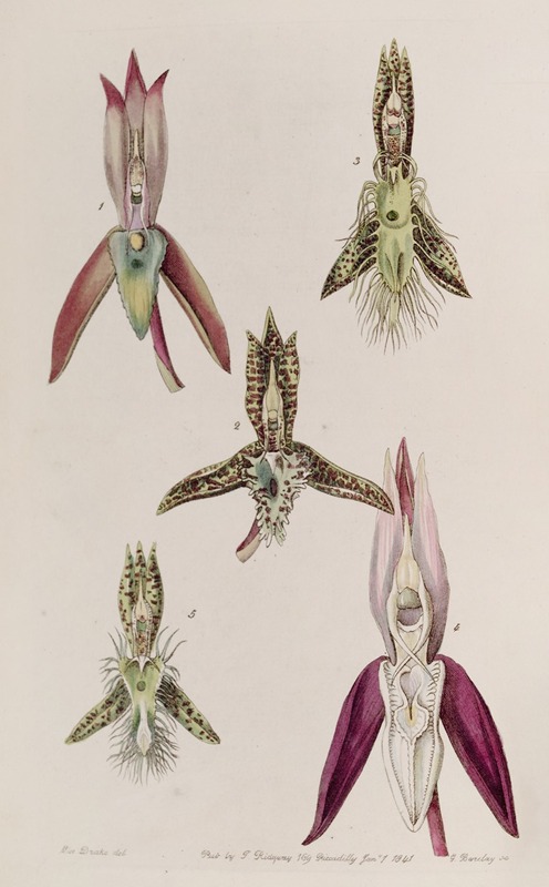 Sydenham Edwards - Various Species of Catasetum
