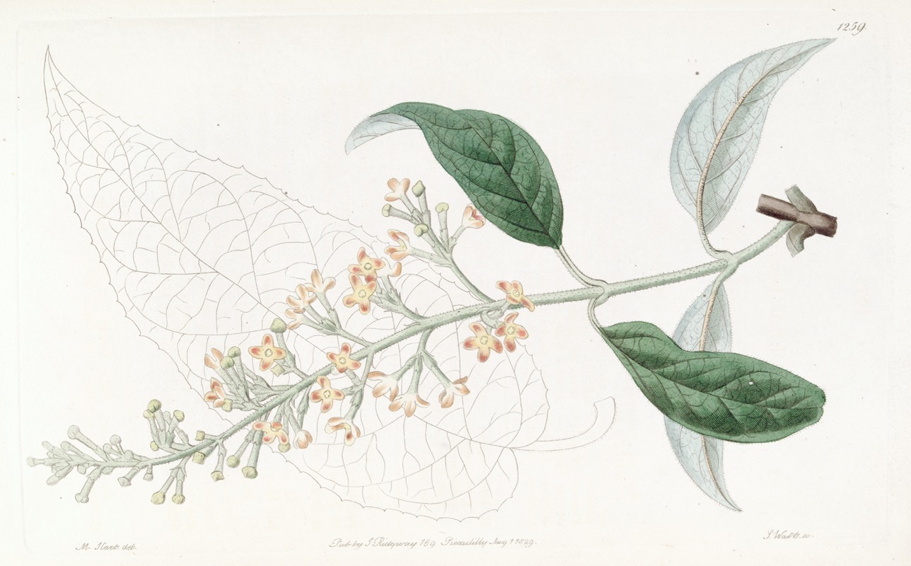 Sydenham Edwards - Various-leaved Buddlea