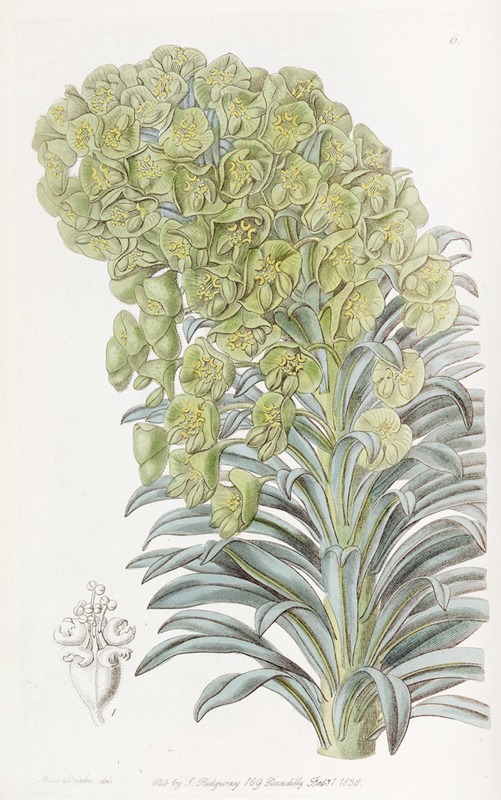 Sydenham Edwards - Venetian Euphorbia
