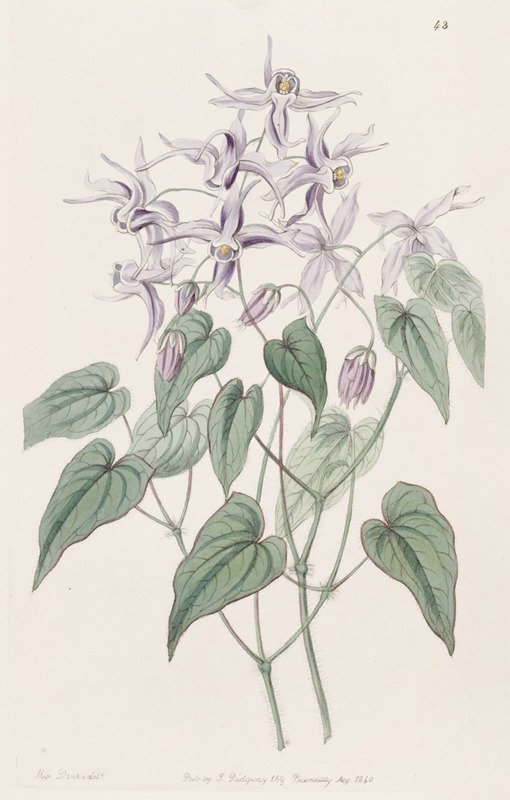 Sydenham Edwards - Violet Epimedium