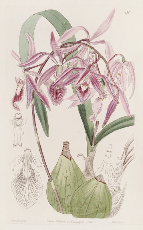 Sydenham Edwards - Warted Epidendrum