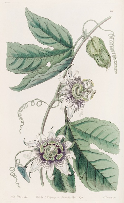 Sydenham Edwards - Warted Passion-flower
