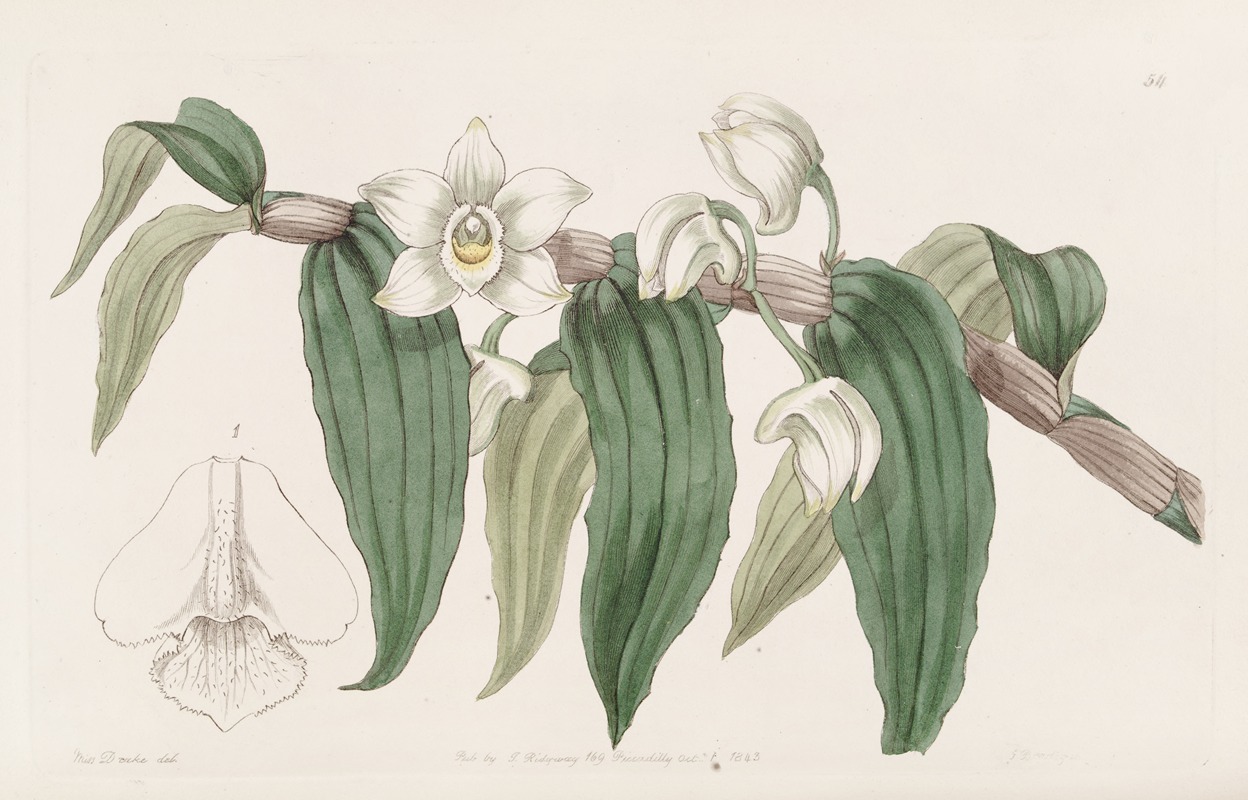 Sydenham Edwards - Watery Dendrobium
