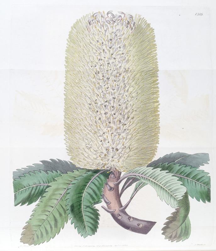Sydenham Edwards - Waved-leaved Banksia