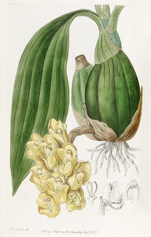 Sydenham Edwards - Waxen Dove-flower