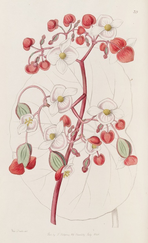 Sydenham Edwards - White and Scarlet Begonia