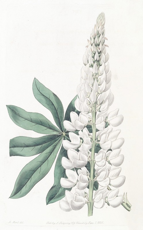 Sydenham Edwards - White large-leaved Perennial Lupine