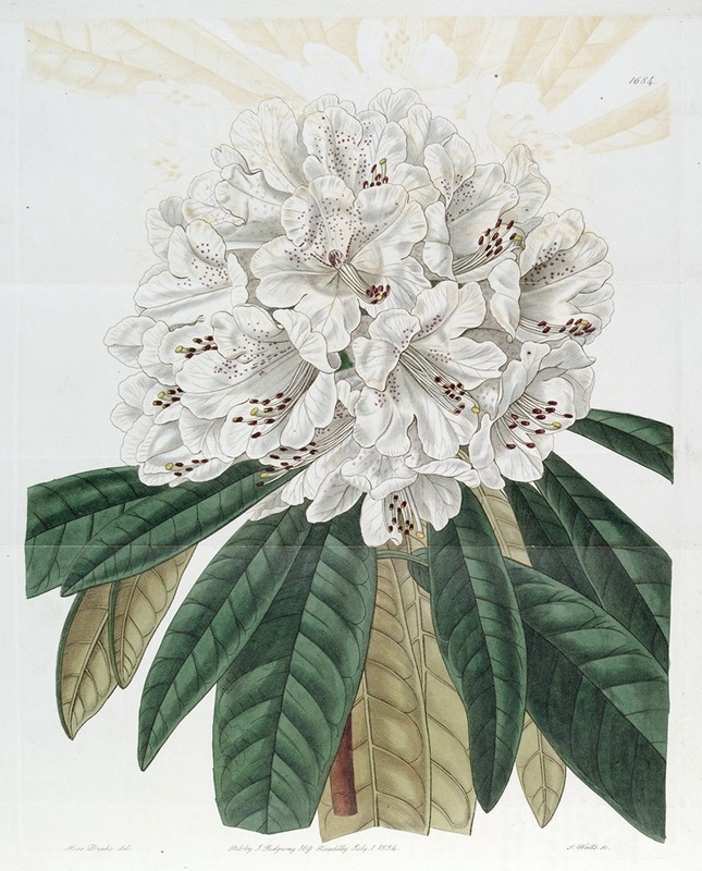 Sydenham Edwards - White Tree Rhododendron