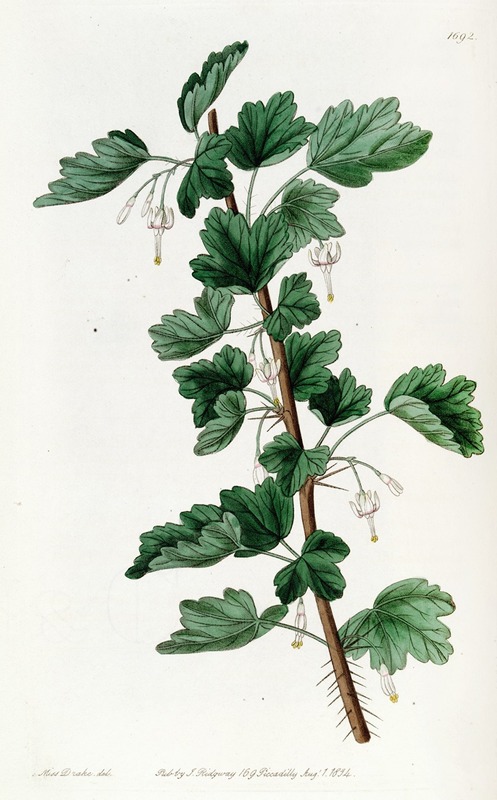Sydenham Edwards - White-flowered Gooseberry
