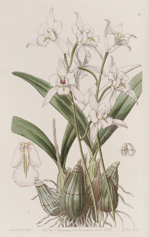 Sydenham Edwards - White-flowered Laelia