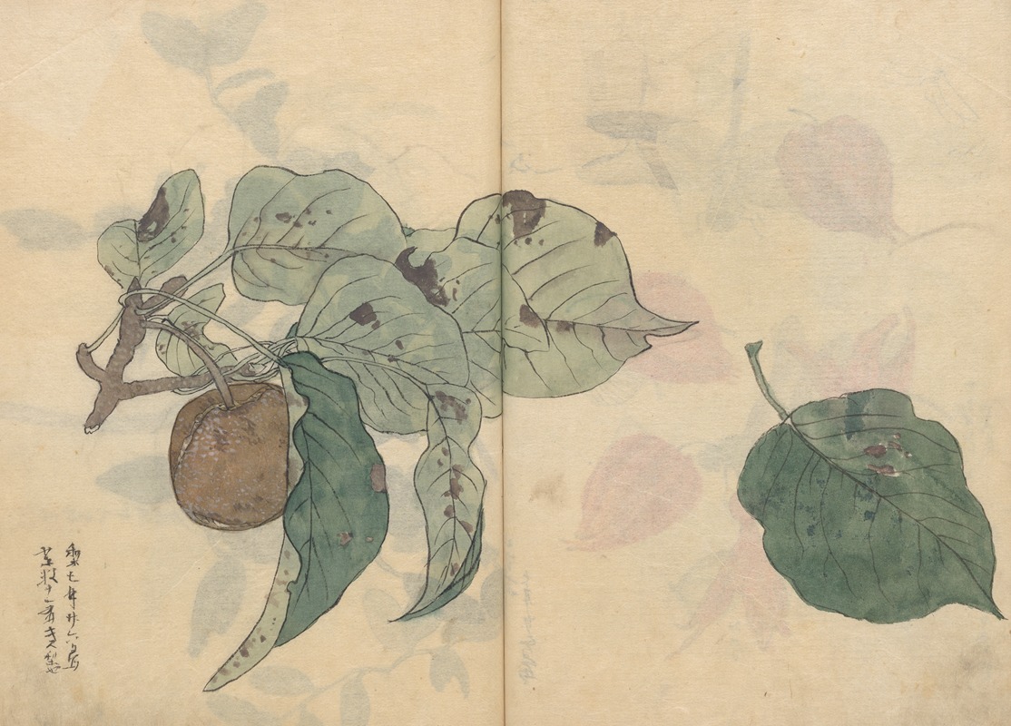 Ariyoshi Kondo - Sketchbook Pl.050