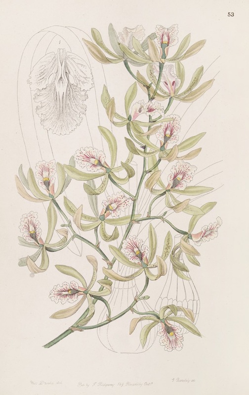 Sydenham Edwards - Winged Epidendrum