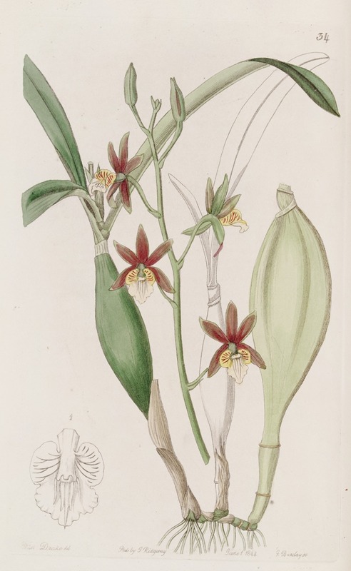 Sydenham Edwards - Wing-fruited Epidendrum