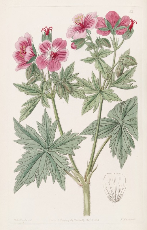 Sydenham Edwards - Wooly-flowered Geranium