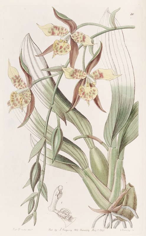 Yellow and Brown Odontoglossum by Sydenham Edwards - Artvee