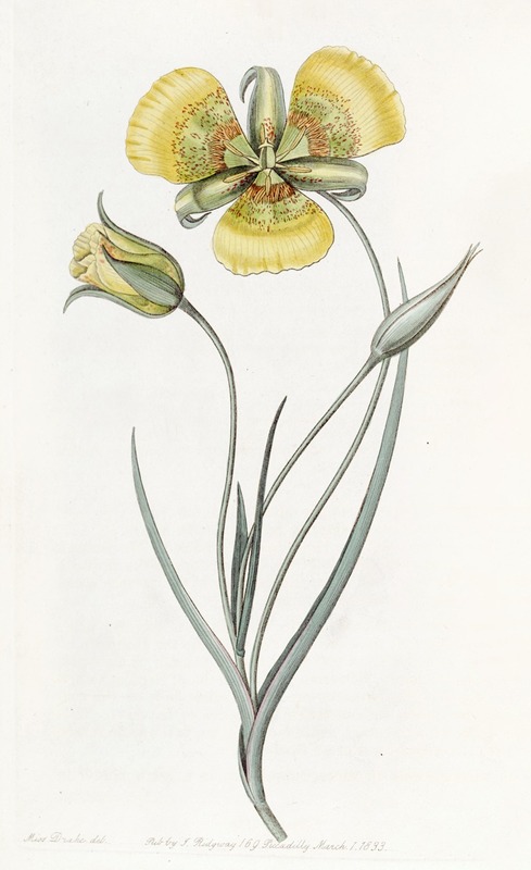 Sydenham Edwards - Yellow Calochortus