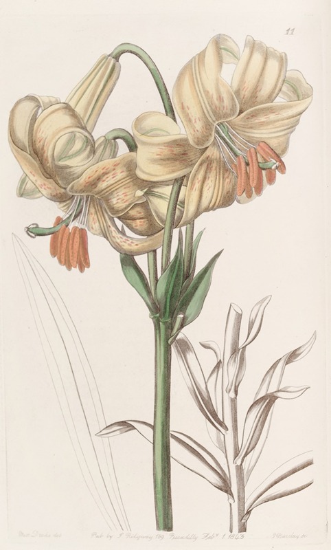 Sydenham Edwards - Yellow Japan Lily