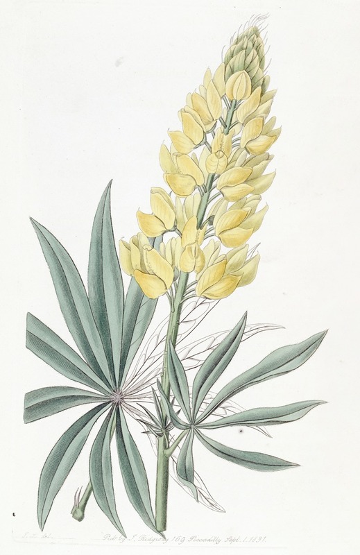 Sydenham Edwards - Yellow Perennial Lupine