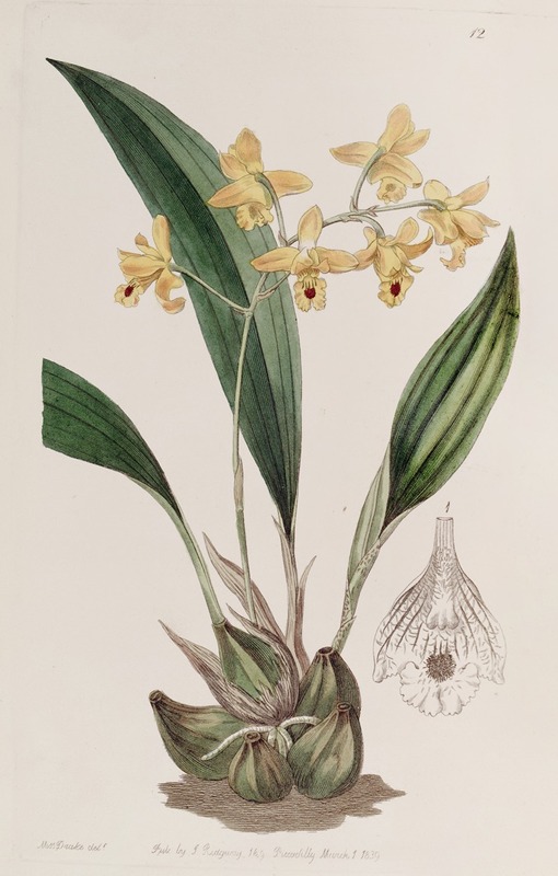 Sydenham Edwards - Yellow racemose Maxillaria