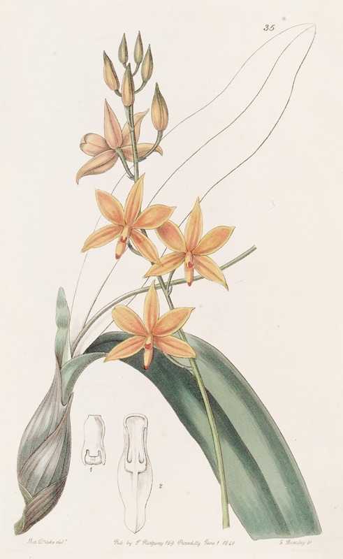 Sydenham Edwards - Yolk-of-egg Epidendrum