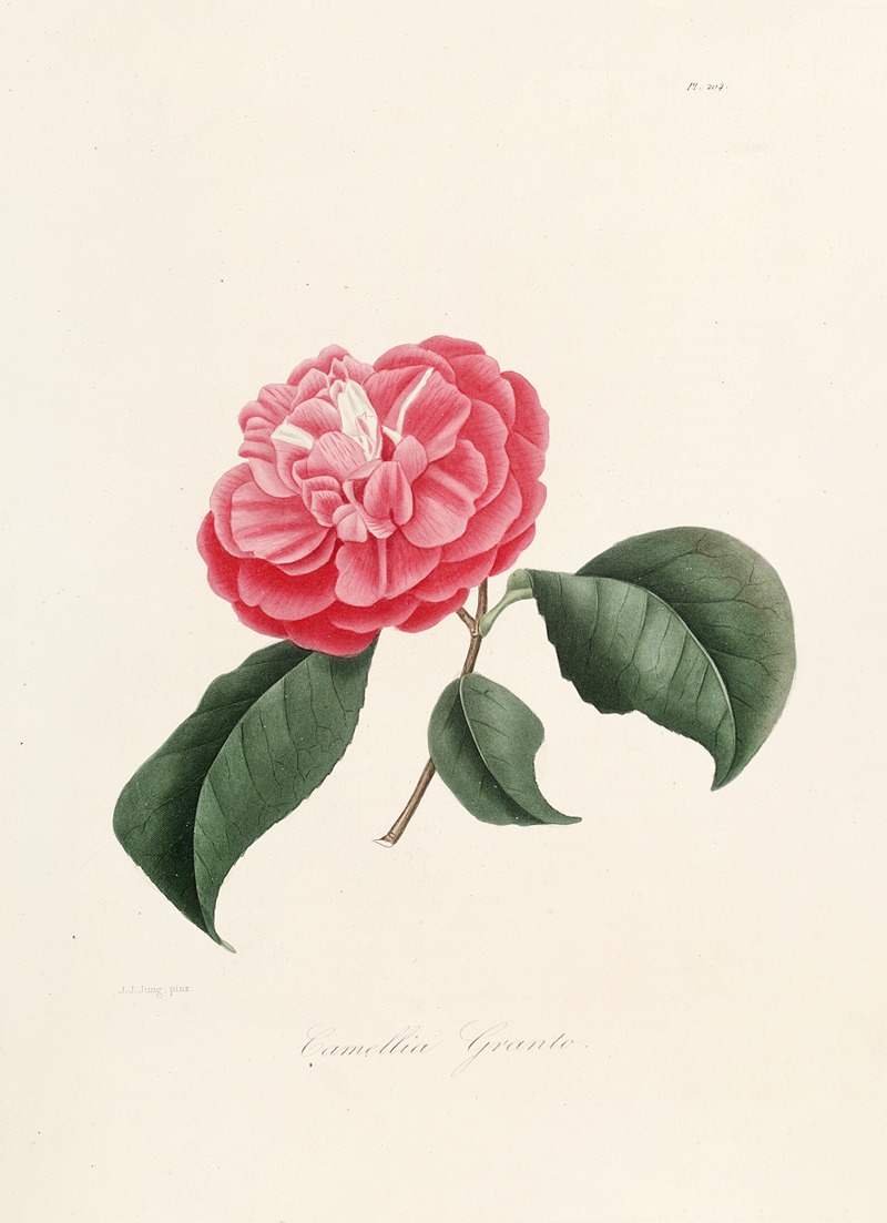 Lorenzo Berlèse - Iconographie du genre Camellia Pl.004