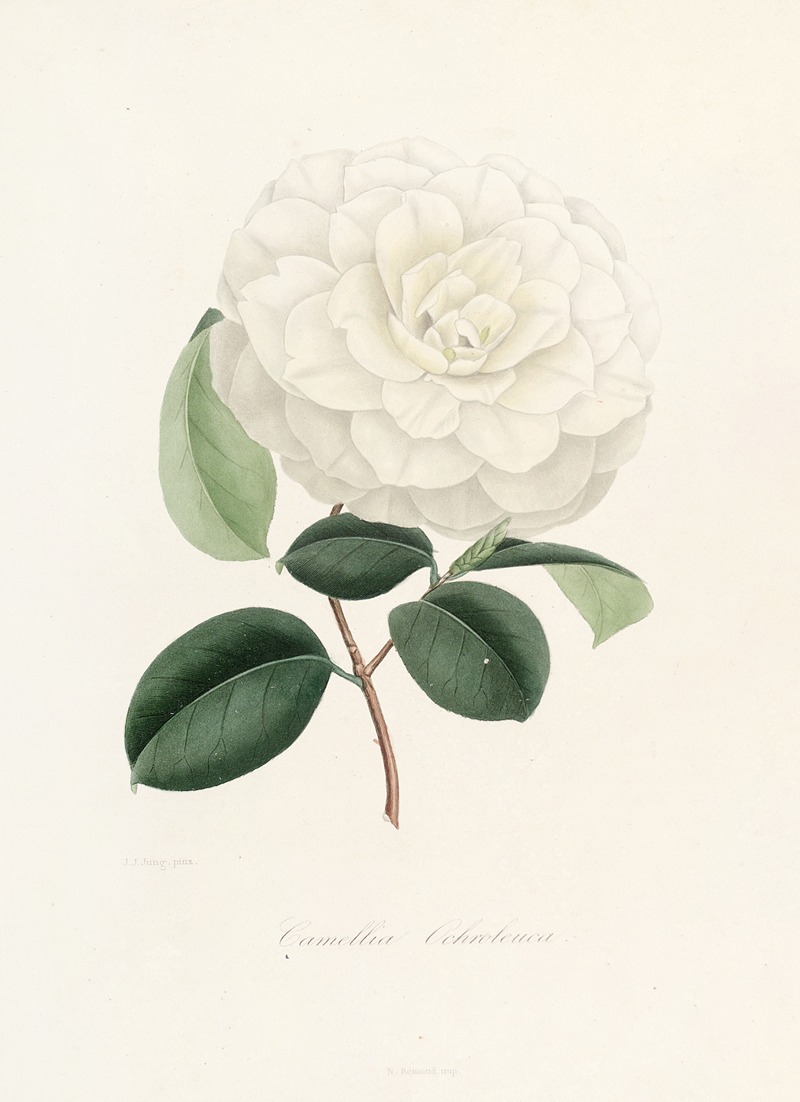 Lorenzo Berlèse - Iconographie du genre Camellia Pl.005