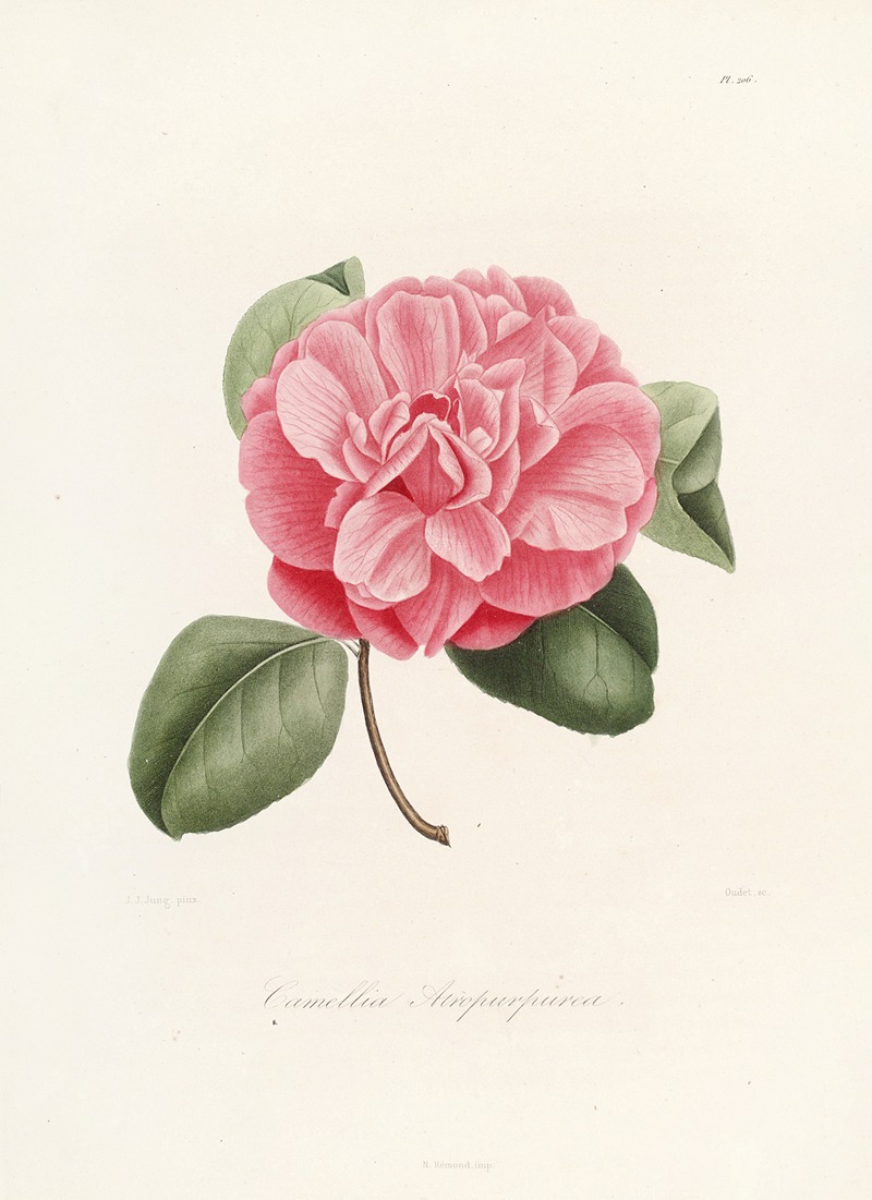 Lorenzo Berlèse - Iconographie du genre Camellia Pl.006