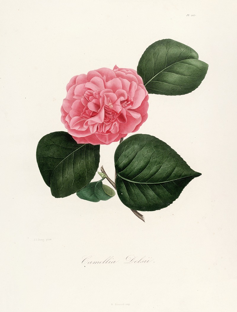 Lorenzo Berlèse - Iconographie du genre Camellia Pl.007