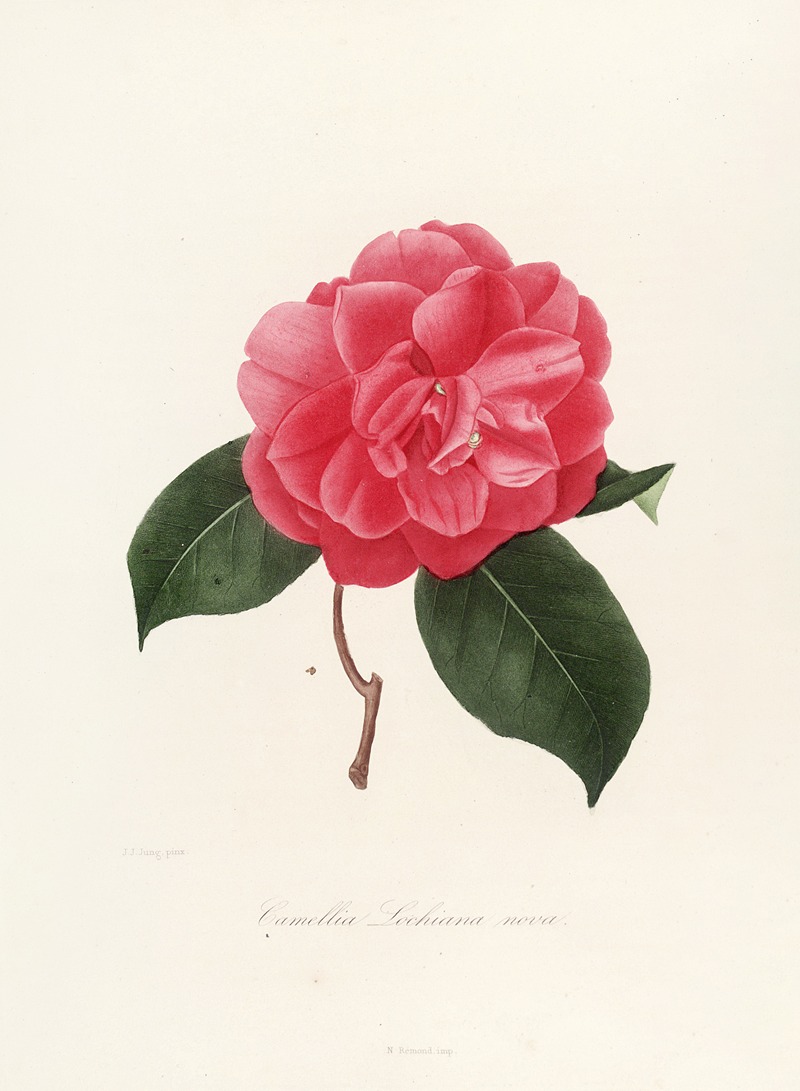 Lorenzo Berlèse - Iconographie du genre Camellia Pl.008