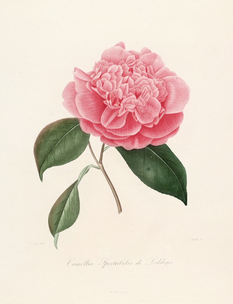 Lorenzo Berlèse - Iconographie du genre Camellia Pl.010