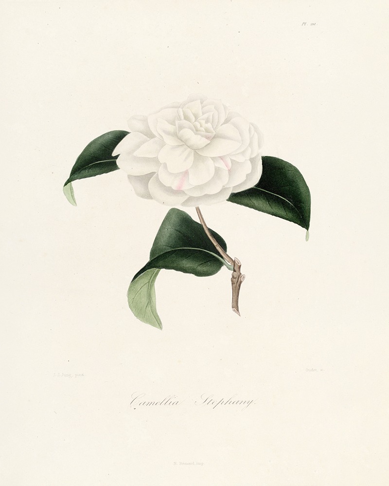 Lorenzo Berlèse - Iconographie du genre Camellia Pl.011
