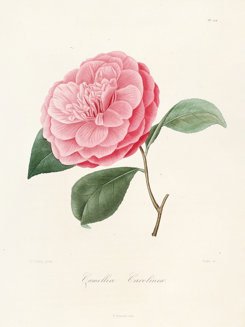 Lorenzo Berlèse - Iconographie du genre Camellia Pl.014