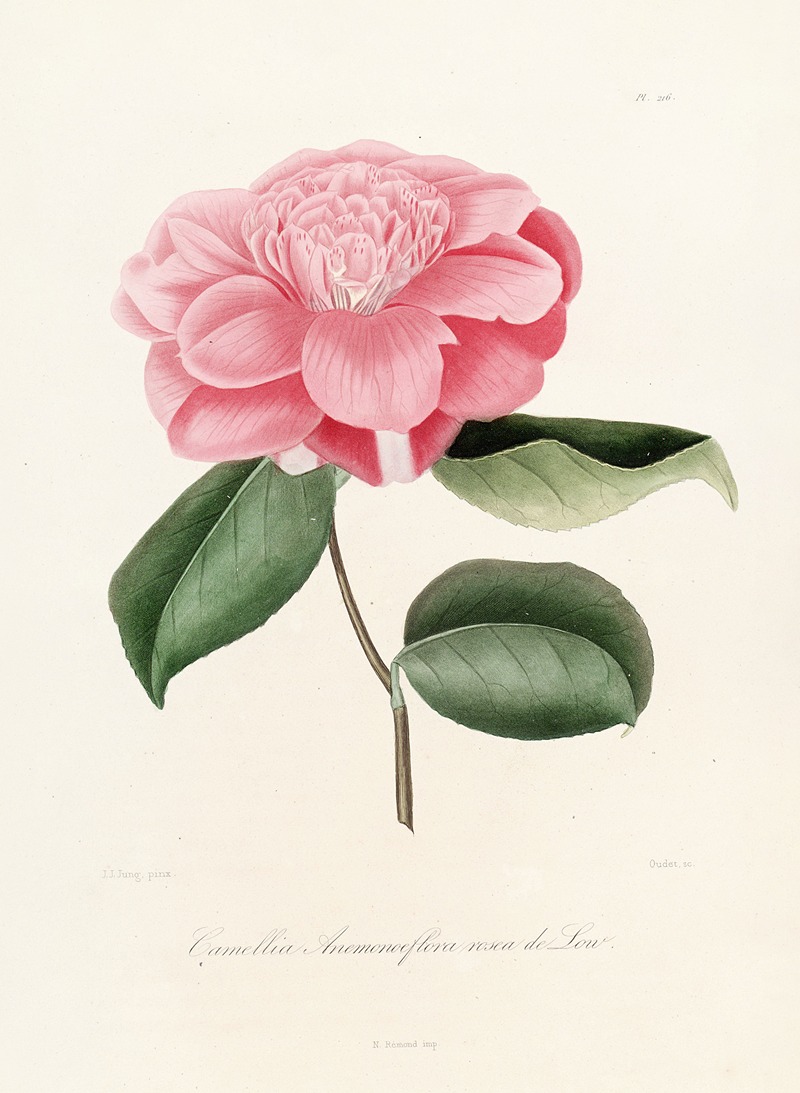 Lorenzo Berlèse - Iconographie du genre Camellia Pl.016