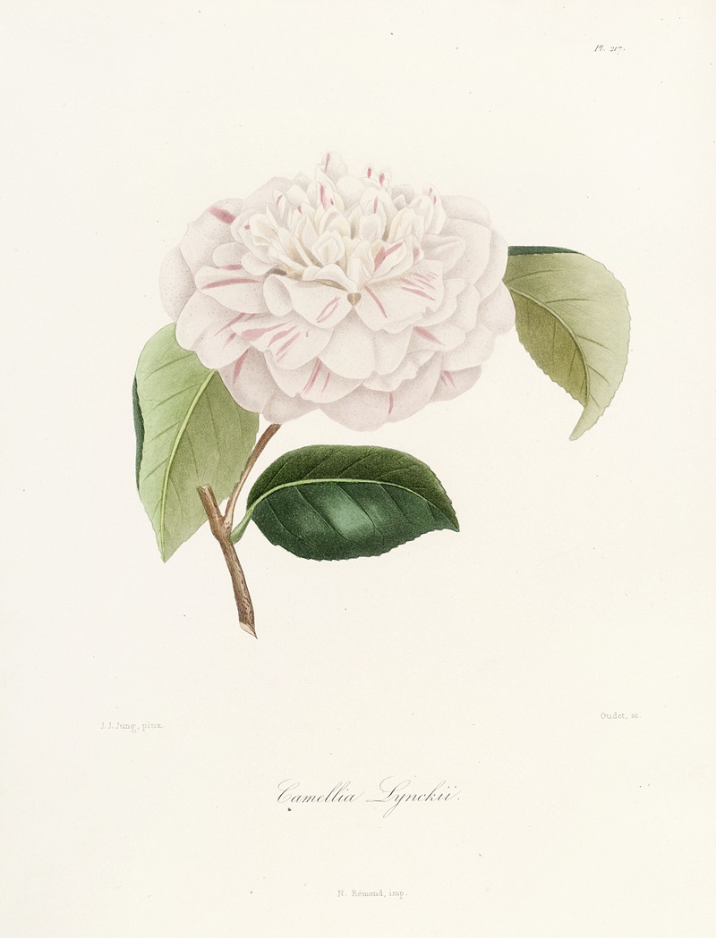 Lorenzo Berlèse - Iconographie du genre Camellia Pl.017