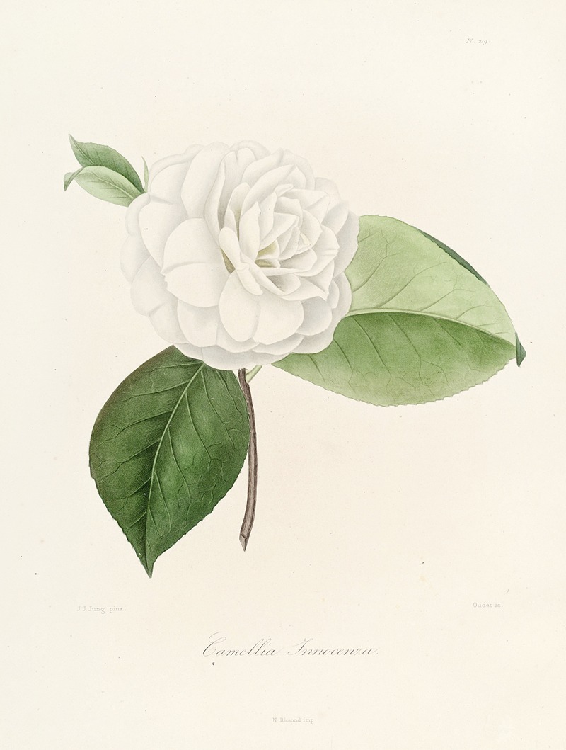 Lorenzo Berlèse - Iconographie du genre Camellia Pl.019