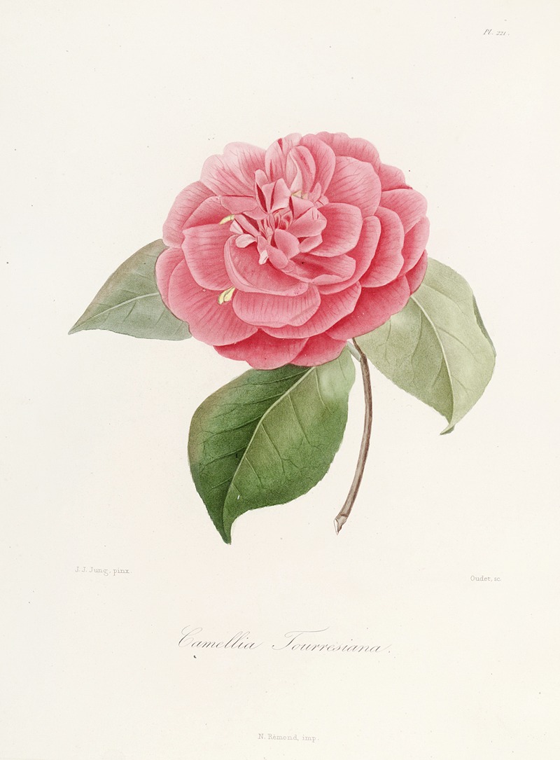 Lorenzo Berlèse - Iconographie du genre Camellia Pl.021