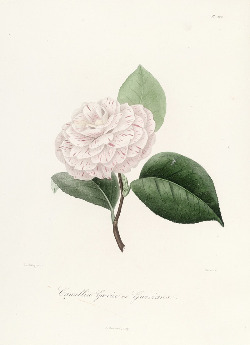 Lorenzo Berlèse - Iconographie du genre Camellia Pl.022