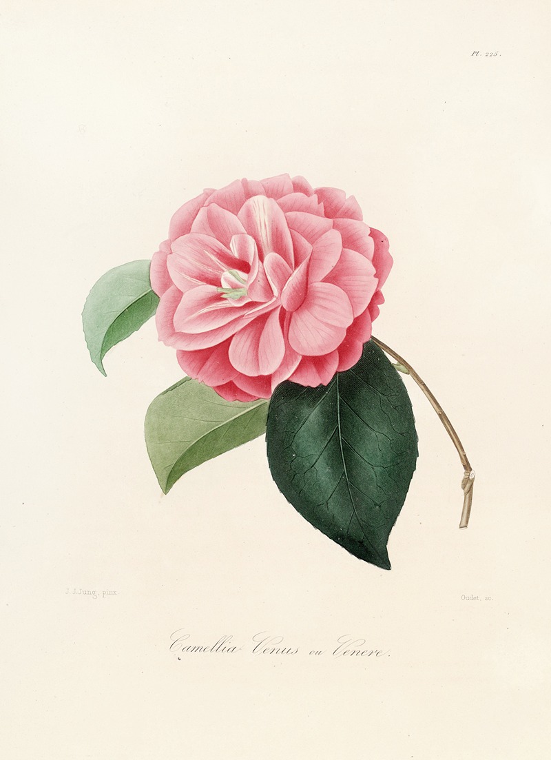 Lorenzo Berlèse - Iconographie du genre Camellia Pl.025