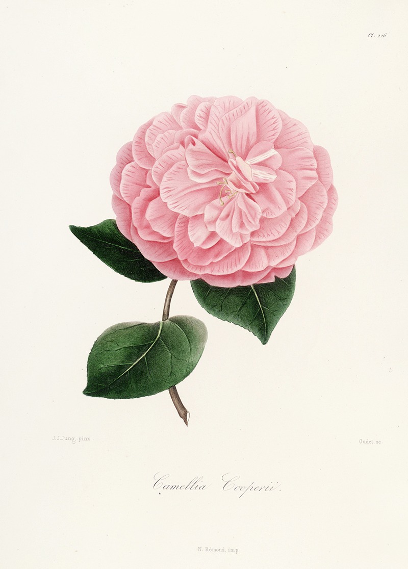 Lorenzo Berlèse - Iconographie du genre Camellia Pl.026