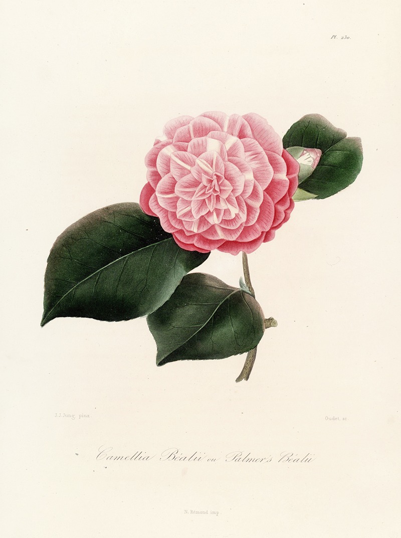 Lorenzo Berlèse - Iconographie du genre Camellia Pl.030
