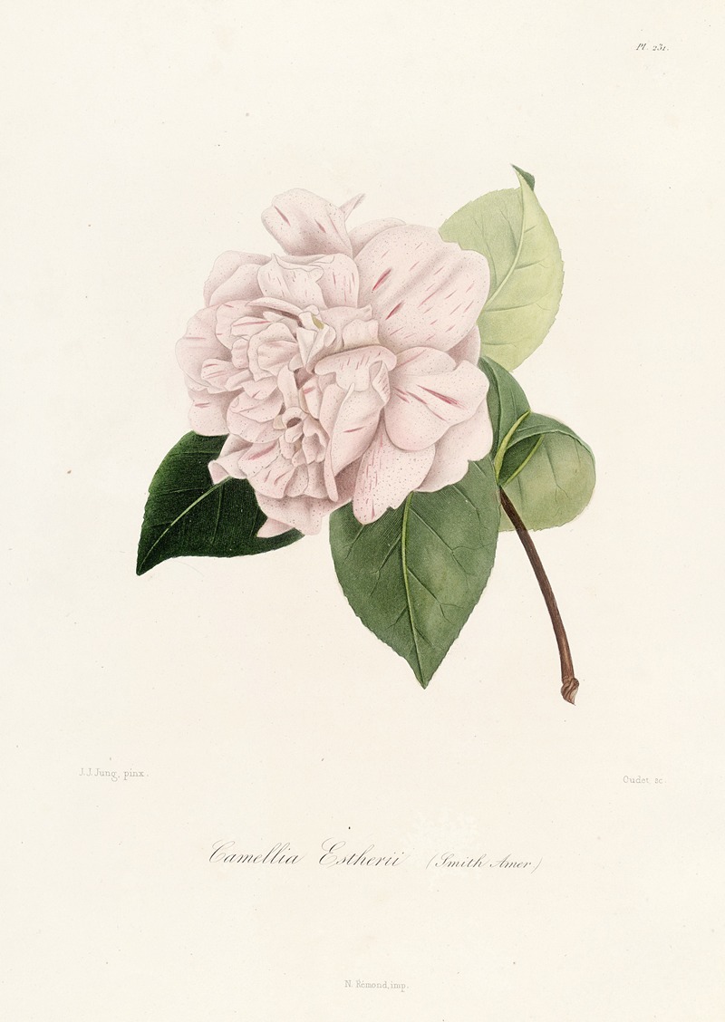 Lorenzo Berlèse - Iconographie du genre Camellia Pl.031