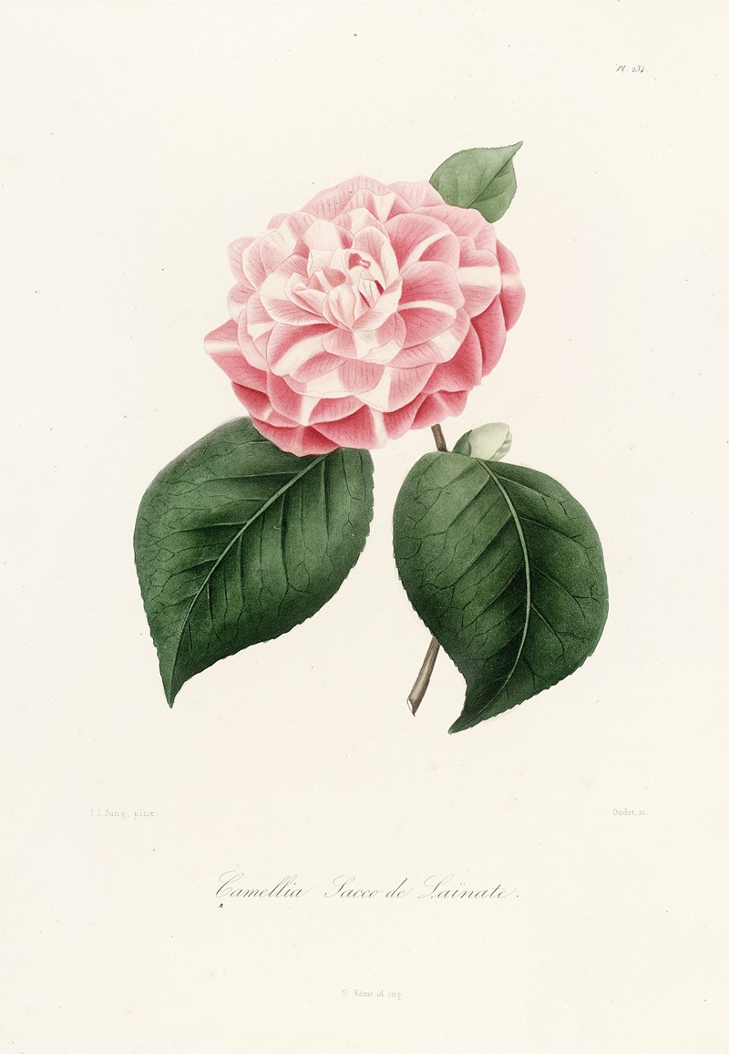 Lorenzo Berlèse - Iconographie du genre Camellia Pl.034