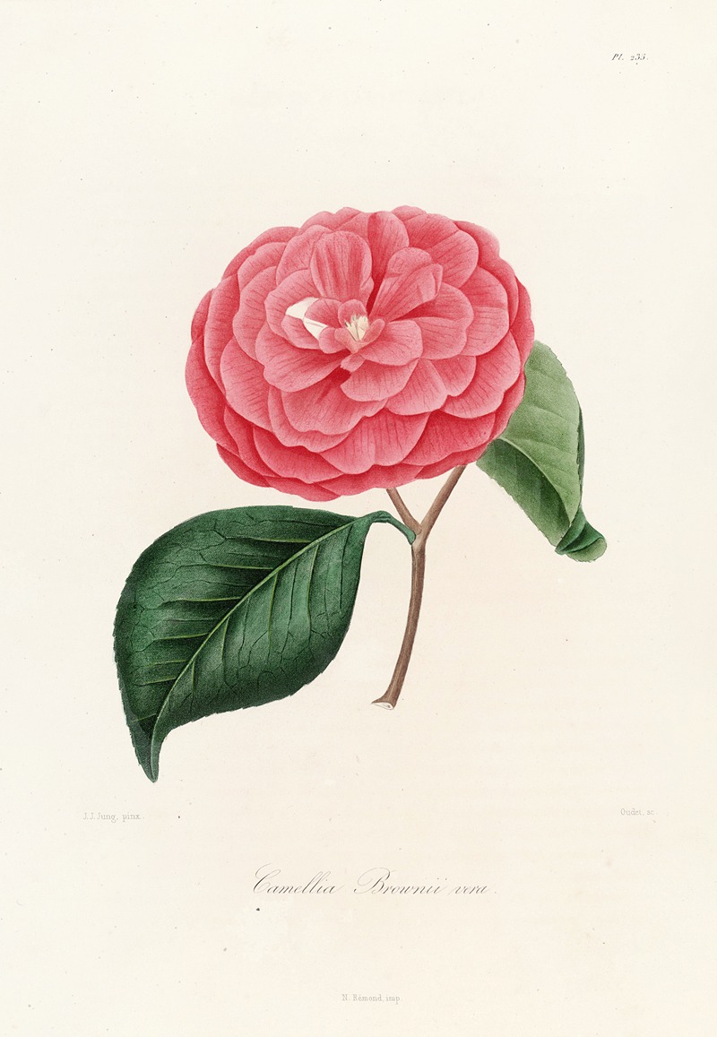 Lorenzo Berlèse - Iconographie du genre Camellia Pl.035