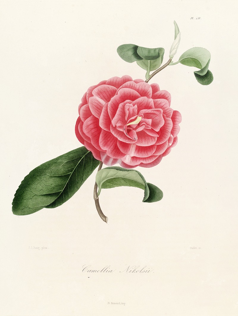 Lorenzo Berlèse - Iconographie du genre Camellia Pl.038