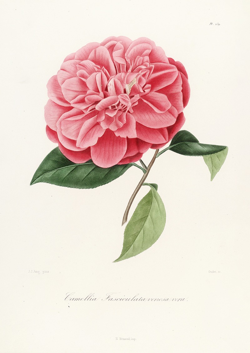 Lorenzo Berlèse - Iconographie du genre Camellia Pl.039