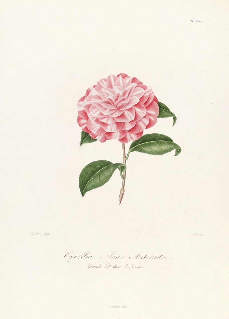 Lorenzo Berlèse - Iconographie du genre Camellia Pl.040