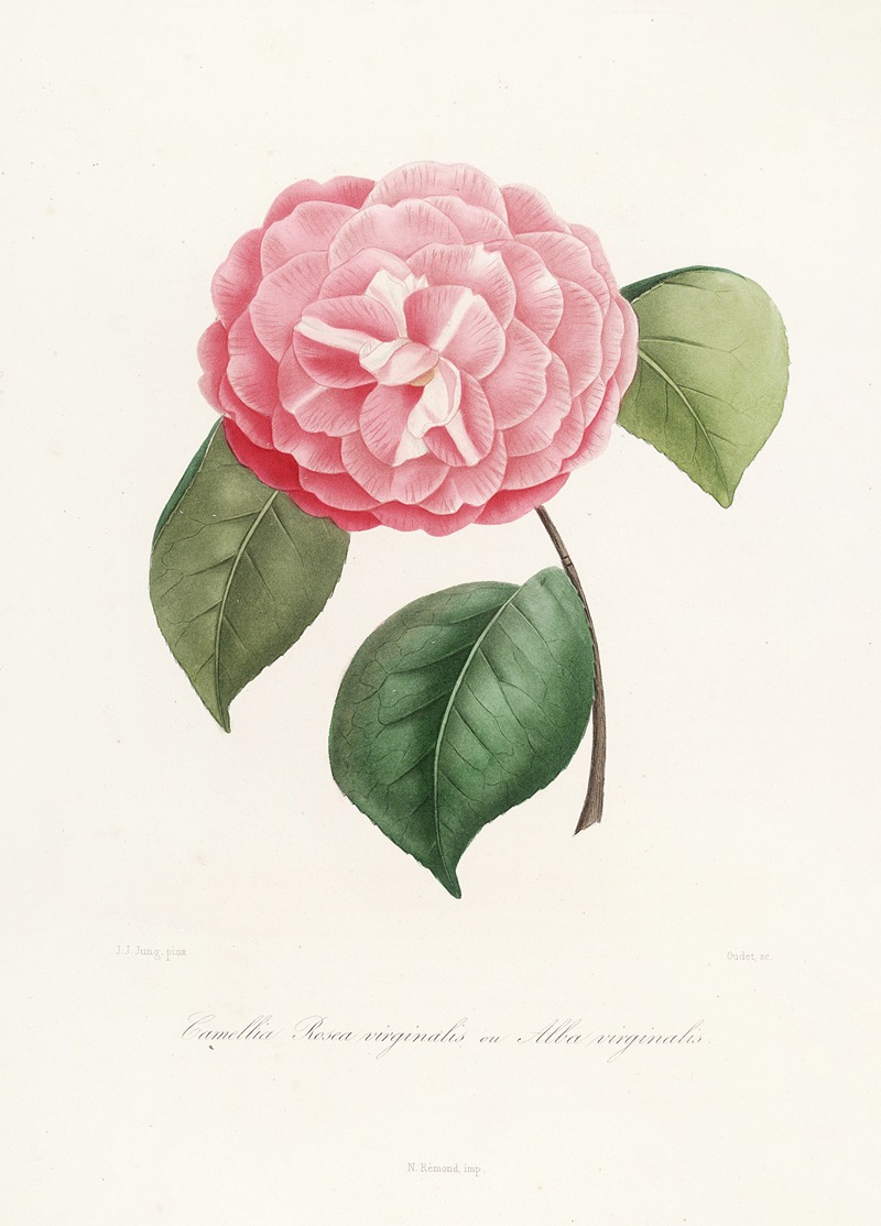 Lorenzo Berlèse - Iconographie du genre Camellia Pl.042