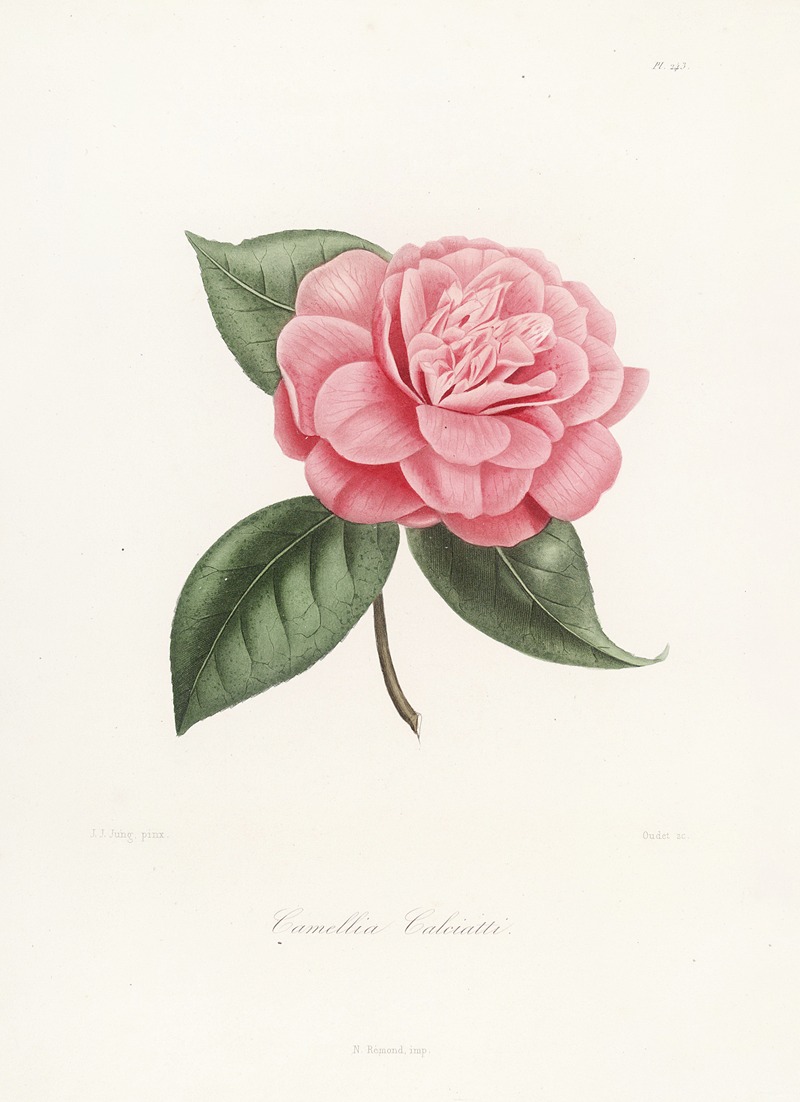 Lorenzo Berlèse - Iconographie du genre Camellia Pl.043