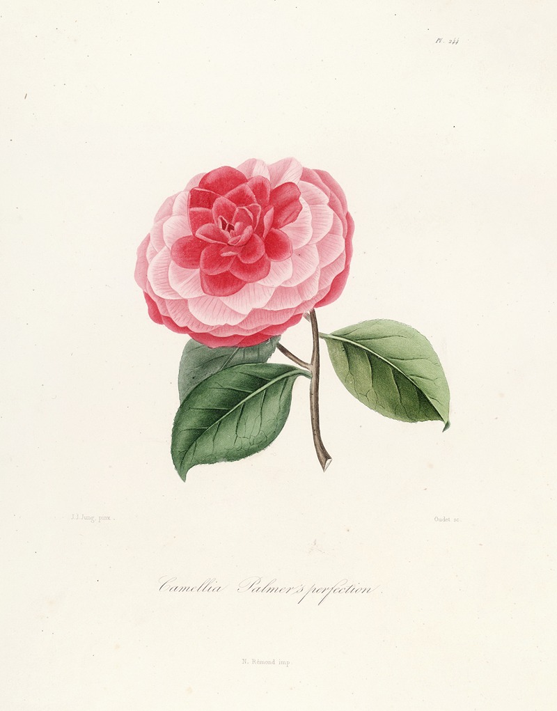 Lorenzo Berlèse - Iconographie du genre Camellia Pl.044